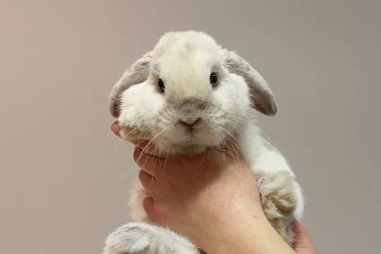 Проблемы с ЖКТ и вздутие живота у кроликов