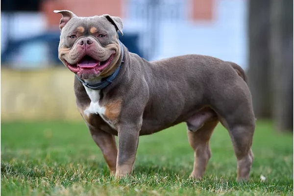 Американский булли