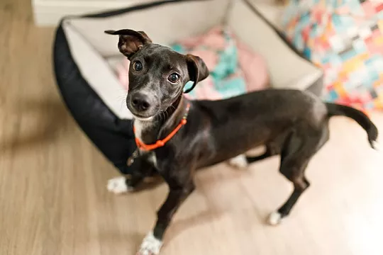 5 причин, почему собака роет пол, лежанку и мягкую мебель