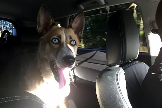 Как взять собаку с собой в Финляндию?