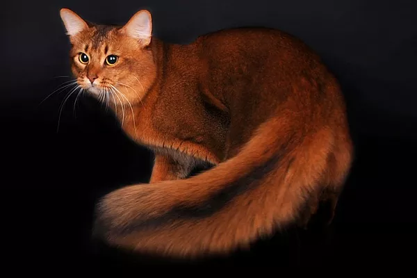 Сомалийская кошка (сомали)