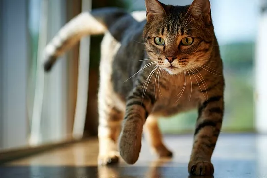 Как отучить кошку гадить в неположенном месте?