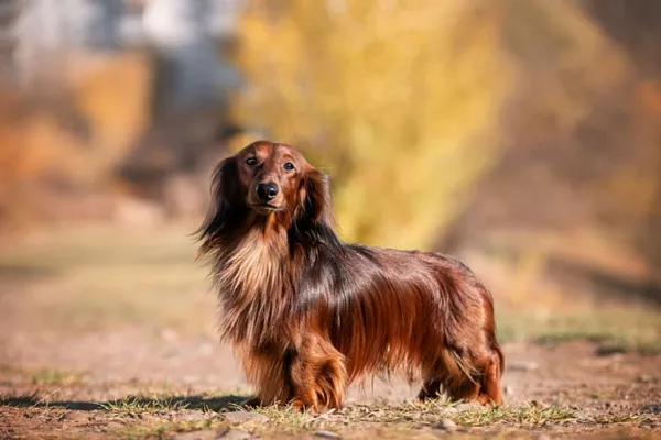 Такса длинношерстная