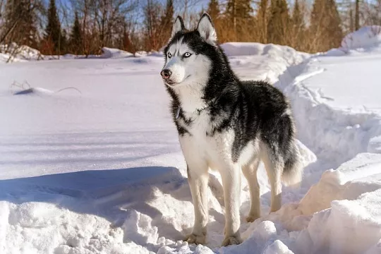 Как ухаживать за хаски?