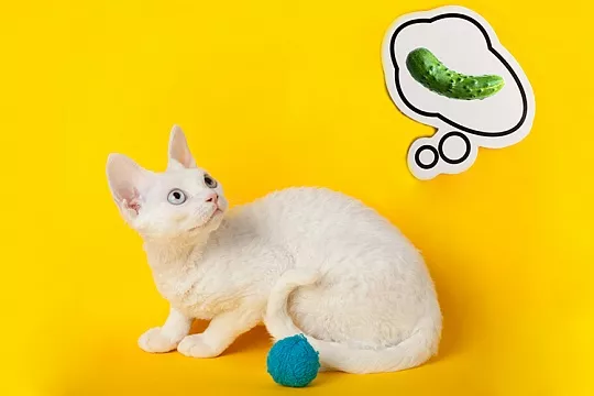 Почему кошки боятся огурцов и правда ли это вообще