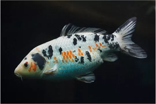 Карпы кои: цветные символы дружбы и любви