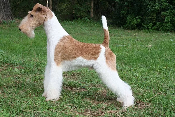 Фокстерьер