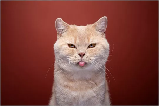 Почему у кошек шершавые языки