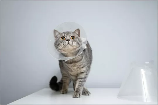 Уход за кошкой после операции: универсальный гайд