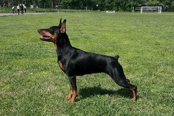 Цвергпинчер