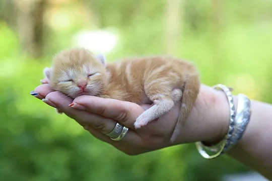 Как определить пол котенка?