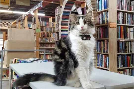 Кот из книжного магазина помог найти дом 200 собратьям 