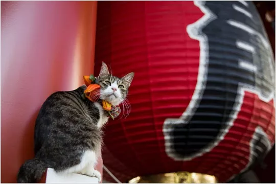 Японские имена для кошек и котов