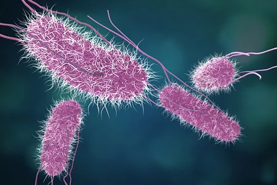 Сальмонеллез у попугаев