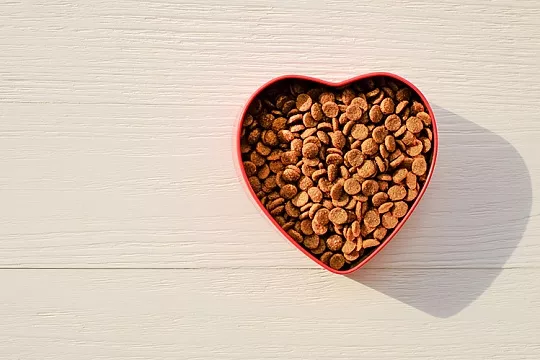 Семь фактов о клетчатке в кормах для питомцев