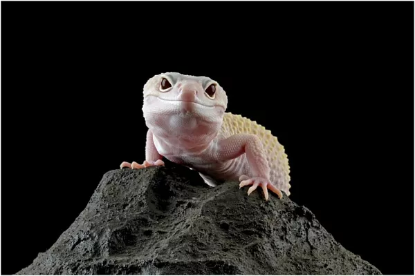 Эублефар в доме: все, что вы хотели знать об улыбающейся ящерице