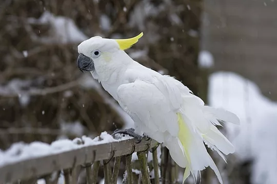 Простуда у попугая