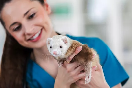 Почему у хорька выпадает шерсть?