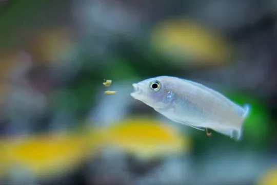 Как хранить сухой корм для рыбок