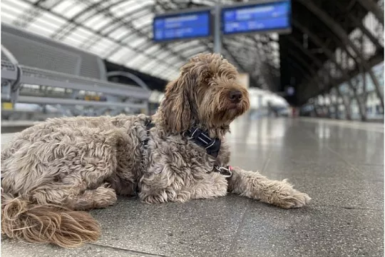 Пассажирам с питомцами дарят подарки на московских вокзалах
