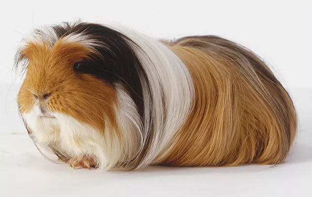 Морская свинка коронет