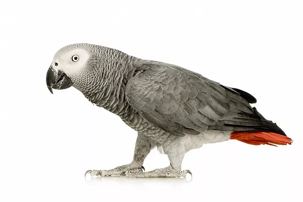 Попугай жако