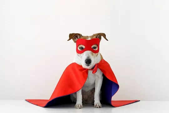 Как вырастить смелую собаку?