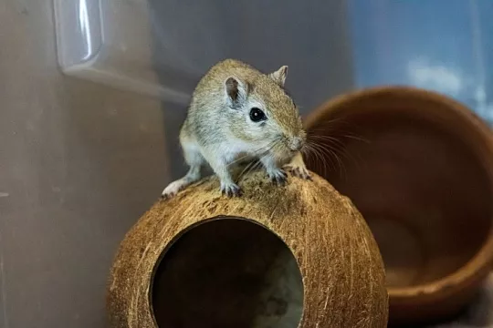 Сообщество помощи «Теплая норка»: кто, как и зачем спасает песчанок 