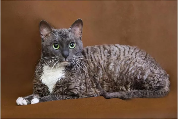 Уральский рекс