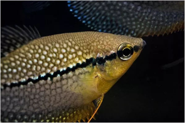 Жемчужный гурами: охотник в природе, добряк в аквариуме