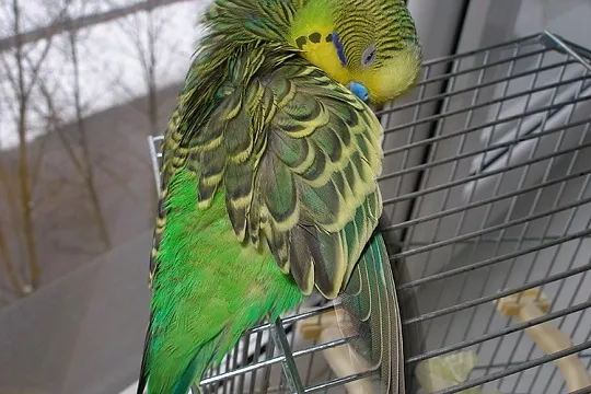 Паразиты попугаев и других птиц: какие бывают и как от них спасаться