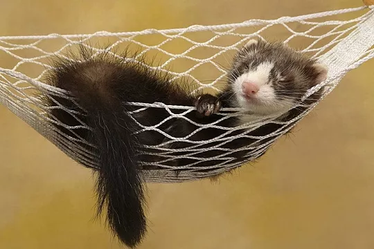 Домашний хорек - самый жизнерадостный питомец