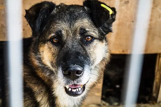 «Шаг за шагом мы спасаем все больше питомцев. У нас все получается!»