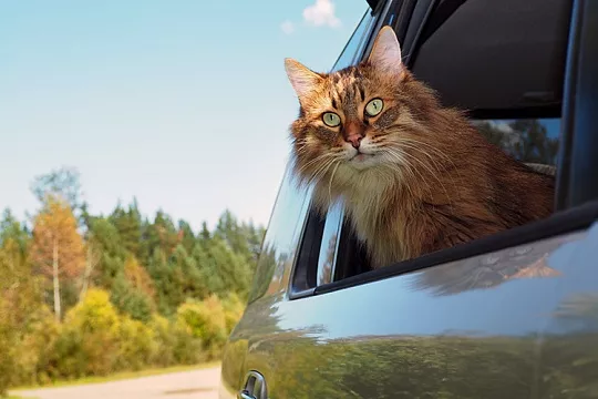 С кошкой на дачу!