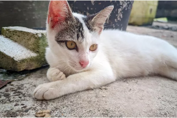 Эгейская кошка