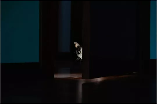 Действительно ли кошки ночные животные