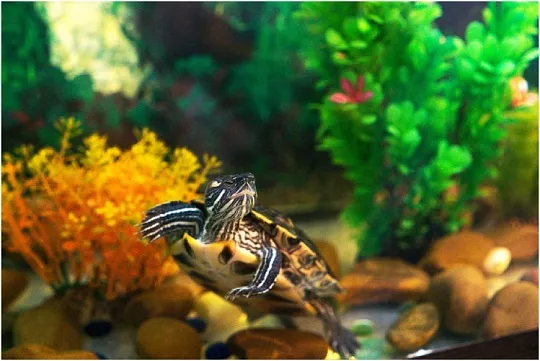 Топ-9 самых распространенных ошибок в уходе за черепахами Топ-9 самых распространенных ошибок в уходе за черепахами