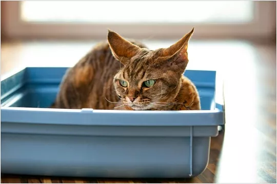 Кровь в моче у кота или кошки: причины, симптомы и что делать