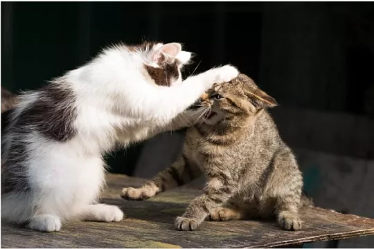 Зооагрессия у кошек: что делать, если мурлыка задиристый