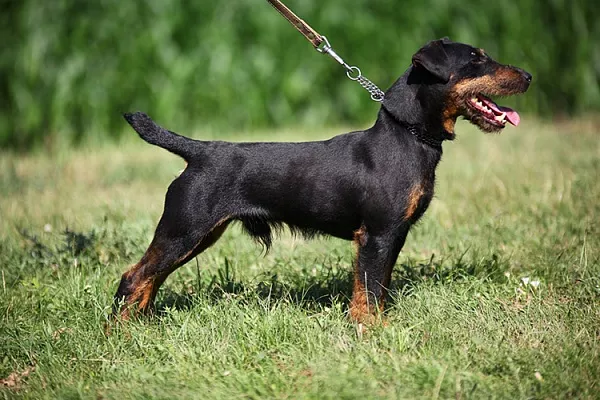 Немецкий ягдтерьер