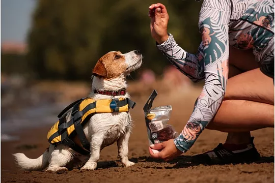 Почему так необходимо брать лакомства в путешествия с питомцем 