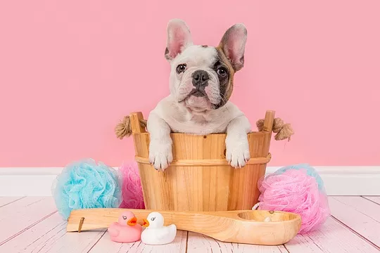 С какого возраста и как часто купать щенка?