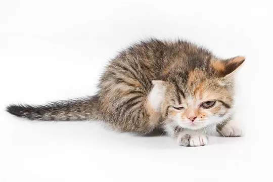 Откуда у котенка блохи?