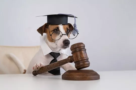 Судьбоносный питомец: адвокат лишился работы из-за собаки судьи