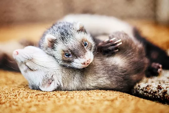 Как подружить хорьков?