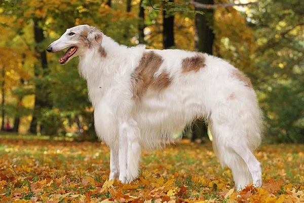 Русская псовая борзая