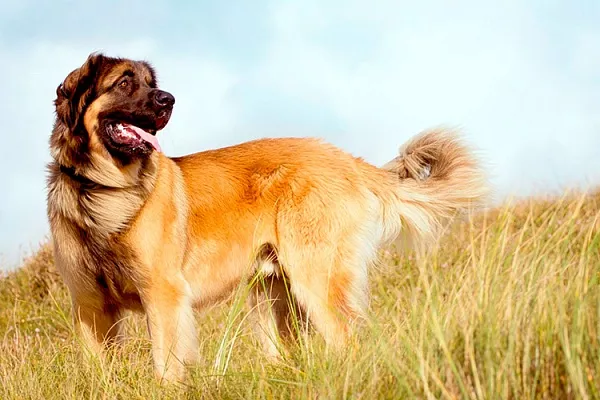 Леонбергер