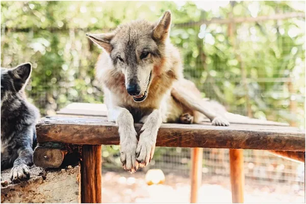 Волкособ: питомец или дикий зверь