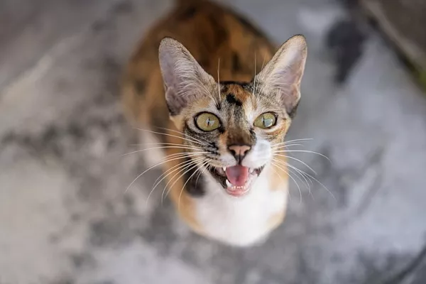 Ученые разгадали загадку вокализации кошек в одном из их генов