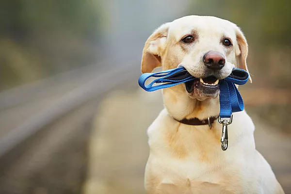 Новые правила перевозки собак в поезде